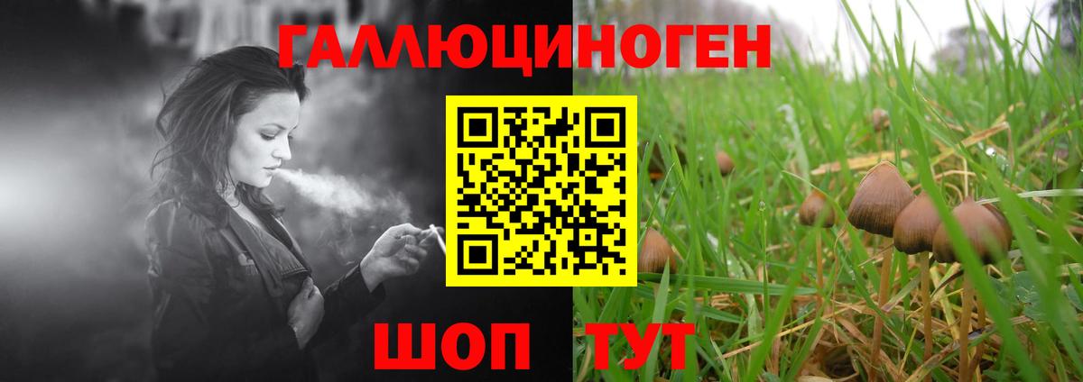 Псилоцибиновые грибы Psilocybine cubensis  Кимры 